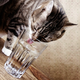 Illustration for article titled Engineers Finally Figure Out How Cats Drink